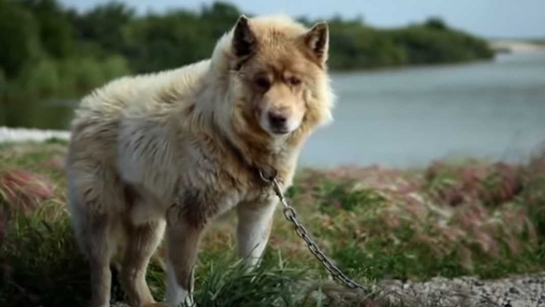 bear, dog, forms unlikely friendship, friends, Husky, Husky dog, Polar, polar animals, Polar bear, unlikely, video, with a husky