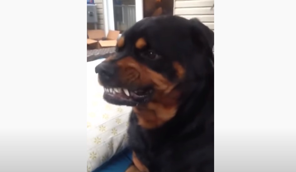 Dog, Mean Face, Face, funny, dad, rottweiler, puppy,