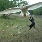 Unlikely friendship between a Cat and Owl