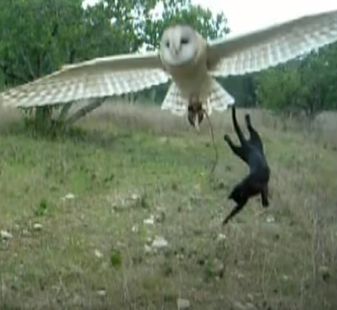 Cat, Owl, Food, unlikely friendship, friends, friendship, animals, weird,