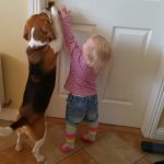 Adorable friendship between a girl and a dog