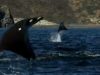 Jump, Water, rays, ocean, sea, amazing, creature, Animals,