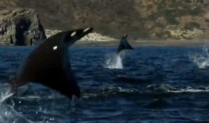Jump, Water, rays, ocean, sea, amazing, creature, Animals,
