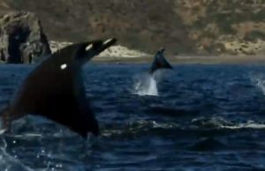 Jump, Water, rays, ocean, sea, amazing, creature, Animals,