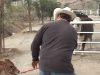 Cow, Missing, Baby, mother, maternity, touching, true story, sad, farm,