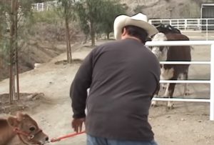 Cow, Missing, Baby, mother, maternity, touching, true story, sad, farm,