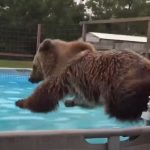 Bear enjoy the pool party in backyard
