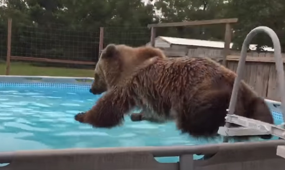 Backyard, amazing, swiming bear, bear, jump, bear, cute video, beautiful, happy,