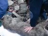 Rescuer, Drowning, Frozen, rescue, help, animals rescue, save life, inspiring, wolf, Story,