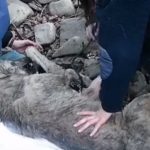 Inspiring Story of A Rescued frozen wolf