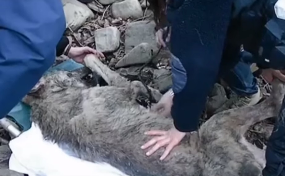 Rescuer, Drowning, Frozen, rescue, help, animals rescue, save life, inspiring, wolf, Story,