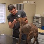 Inspiring Rescue Story of a blind Pup