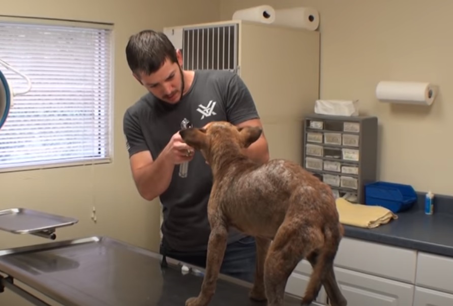 Blind Pup, Euthanized, Puppy, dog, rescue story, inspiring, trending,