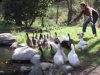 Ducks, swimming, freedom, birds, happy, beautiful, animals, trending,