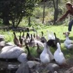 Ducks See Water for the first time