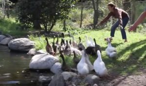 Ducks, swimming, freedom, birds, happy, beautiful, animals, trending,