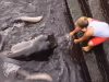Dangerous animal, Dangerous, Creature, unbelievable, amazing, trending, rays, sea, Giant ray,