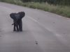 Baby, Elephant, Birds, animals, beautiful, sweet,