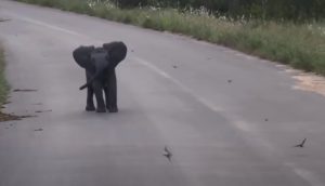 Baby, Elephant, Birds, animals, beautiful, sweet,