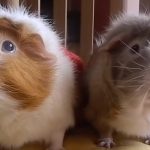 Filming His Guinea Pigs