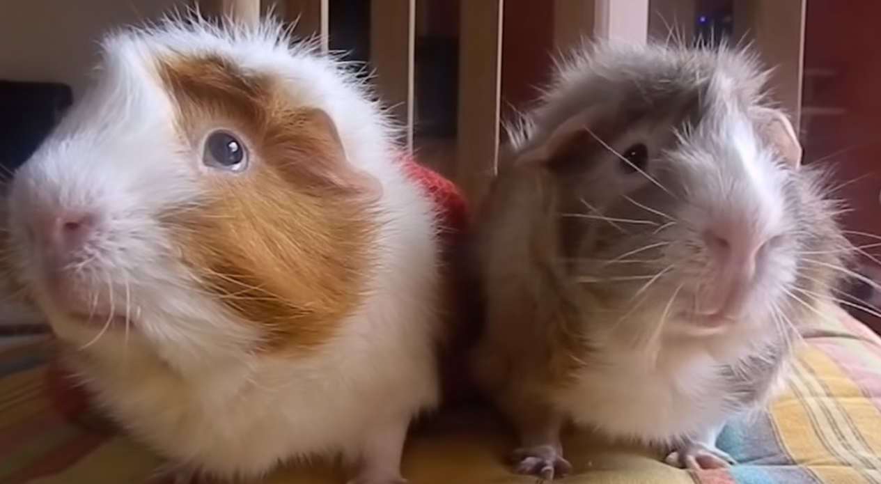 Filming, Guinea Pig,film,funny,cry,pig,hamster,