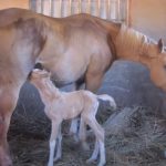 Horse Gave Birth To A Beautiful Twin
