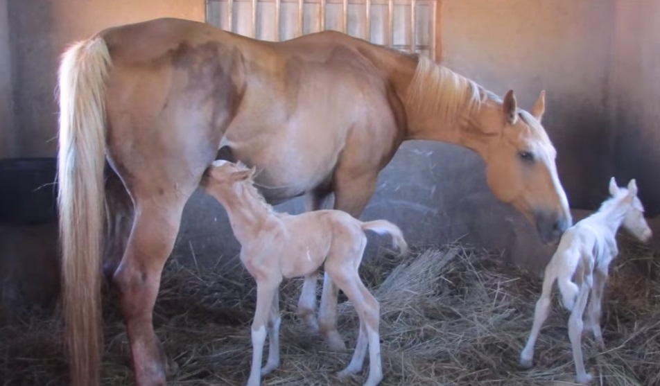 Horse, Gave Birth, Beautiful Foal, foal, Miracle, Birth,