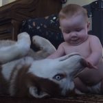 Husky Act Tough In Front Of The Baby