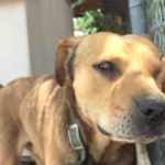 Dog Spent His Whole Life Chained