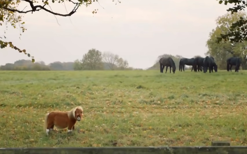 TINY Horse ,Was Ignored ,By The Others,others,horse,tiny,ignor,video,animals