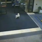 Security Cameras Catch Dog Sneaking Into Hospital