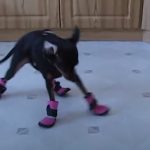 Dog Gets New Booties For The Winter