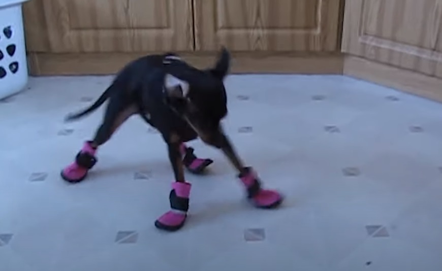 Dog, Booties, Winter, Boot, Hilarious, funny, puppies,