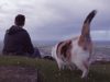 Cat, Human, Face, disablilty, blind animals, adventure, nature,