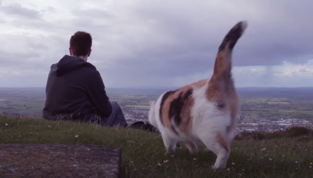 Cat, Human, Face, disablilty, blind animals, adventure, nature,