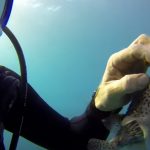 Diver get Selfie with a PufferFish