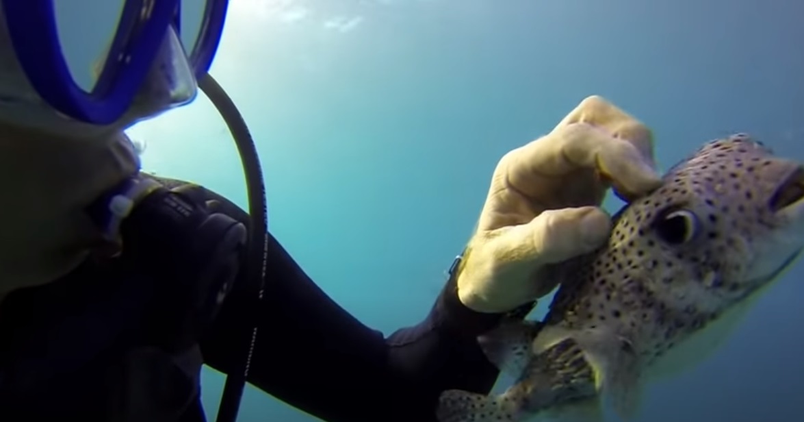 Selfie, Underwater, Underwater Selfie, PufferFish, Fish, Diver, Ocean, Amazing,