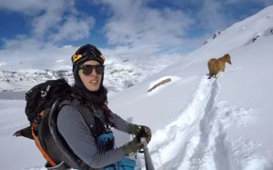 Horse, Freezing, Snow, rescue, snowboarder, snowboard, cold, amazing, Story,