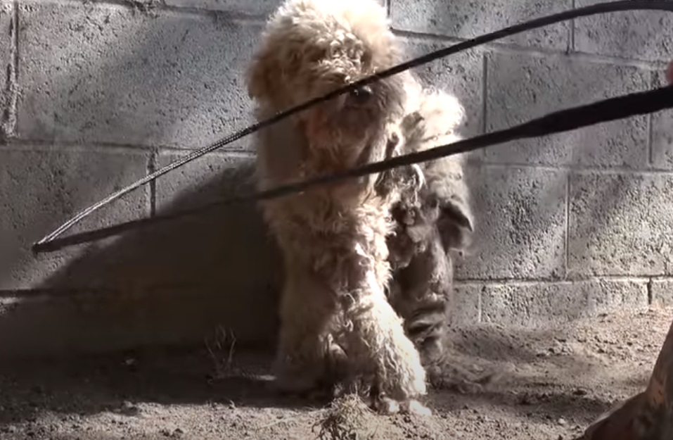 car, Poodle, stray dog, rescue, dog, HopeForPaws, transformation,