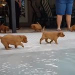 Pool Party for Golden Retrievers