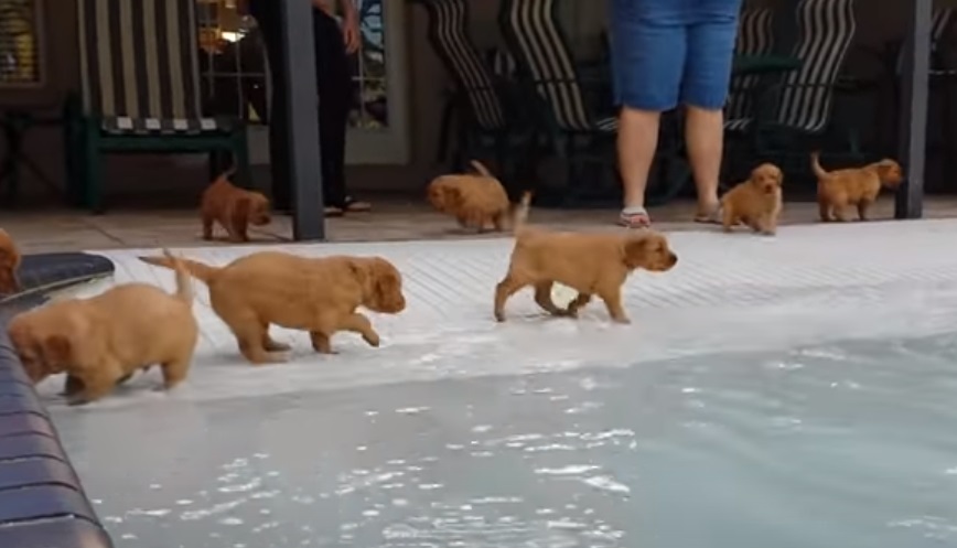 Puppies, Pool, Golden Retriever, Retriever, Golden, Swim, Swimming pool, adorable, sweet,