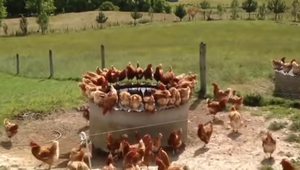 Chickens, Chicken, Free-Range, Camera, Film, hidden camera, farm, farmer, ranche,