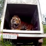 Emotional release of a Siberian Tiger