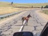 Baby Horse, Separated, Mother, Horse, Baby, reunion, Cars, Road, Lost,