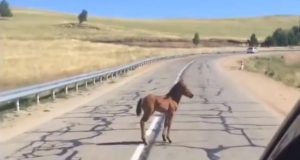 Baby Horse, Separated, Mother, Horse, Baby, reunion, Cars, Road, Lost,