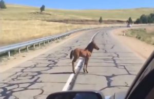 Baby Horse, Separated, Mother, Horse, Baby, reunion, Cars, Road, Lost,