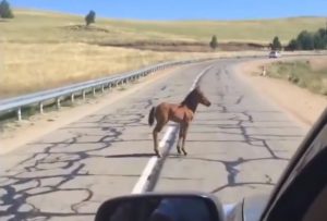 Baby Horse, Separated, Mother, Horse, Baby, reunion, Cars, Road, Lost,