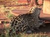 Jaguar, Dog, Jump, unlikely friends, friends, friendship, unbelievable,