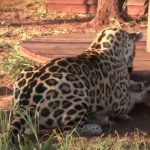 Unlikely friendship between Jaguar and Dog