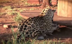 Jaguar, Dog, Jump, unlikely friends, friends, friendship, unbelievable,